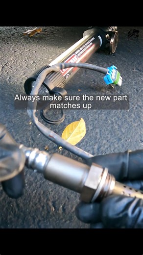 Sloth King on TikTok