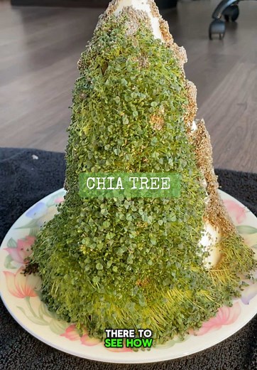 Successful Chia Christmas Tree Growth This Year