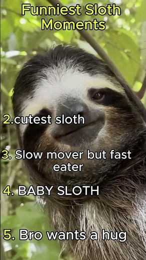 😂 Funniest Sloth Moments Ever 🦥 | Try Not To Laugh #shorts