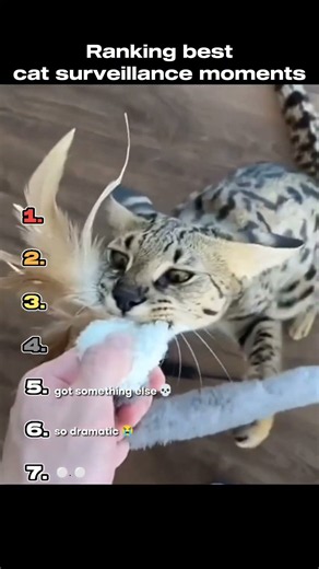Ranking The BEST Cats Caught On Camera Moments