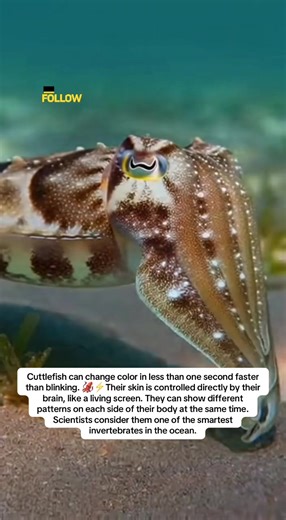 Watch the cuttlefish transform in real time—flashing colors, shifting textures, and outsmarting predators with one of the most advanced camouflage systems in the ocean. This incredible sea animal proves the underwater world is full of surprises. Hashtags: #SeaCreatures #MarineLife #UnderwaterWorld #WildOcean #AmazingAnimals