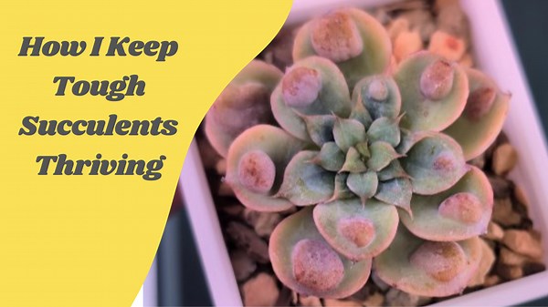 Root Check Secrets — How I Keep My Tough Succulents Alive