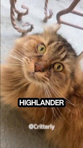 "Highlander Cat: The Wild-Looking House Cat You’ve Never Seen! #highlandercat#rarecat#cutecatshorts"