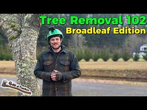 Tree Removal 102!! How to climb and remove a basic broadleaf tree