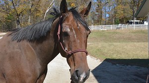 862K views · 25K reactions | It's amazing what your support can do. Thank you for being there for Big Lou, Legacy, and the many other wonderful pets at Longmeadow Rescue Ranch. Because of you, they have a second chance. They are safe. They are loved. This #GivingTuesday, your gift will help even more animals thanks to a quadruple match! Give now: https://bit.ly/2UYxrGe | Humane Society of Missouri | Facebook