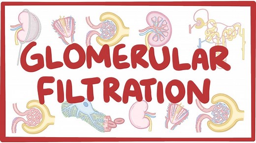 Glomerular filtration: Video, Causes, & Meaning | Osmosis