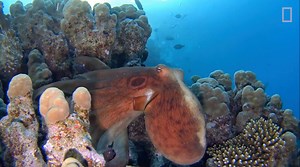 27K views · 431 reactions | Here's a fun fact to talk about around the water cooler: male octopuses have a special "sex arm" that they use to place a pack of sperm into the female's mantle cavity. | National Geographic Animals | Facebook