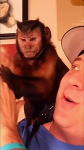 Capuchin Monkey LOVES spinach and kale chips #monkey #eating #snacktime #funny | MonkeyBoo