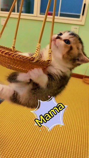 #pets #cat mama help me