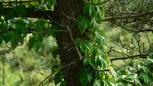 pine trees & Vines,bushes in the wind,Dense swing tree,Hillside weeds & grass.