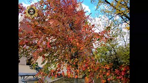 3.1K views · 186 reactions | Just outside the Sheriff's window stands a mature maple tree. For about a week each year, it goes through one of the most impressive transitions. We wanted to share a timelapse of this year's change with you. Despite the ugliness we all see on a daily basis, there is beauty in this world. Sometimes, you just have to know where to look. | Jefferson County Sheriff's Office | Facebook