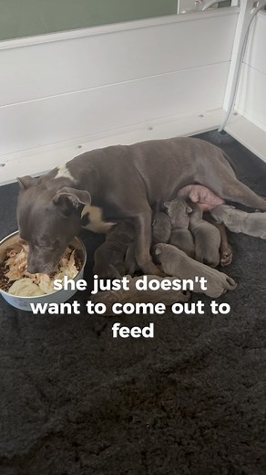 Izy The Staffy on Instagram: "Chef Ian 👨‍🍳 has been preparing lunch for Petra with her favourite @lancashirepetfoodco biscuits, you can use our friends family and followers discount code WOLFPACK10 on the website. Hopefully, if you’re thinking of having puppies this video will help and give a little information about feeding. She’s not keen on leaving the pen to eat at the moment as she is totally obsessed by the puppies and she takes a little coxing to get her started on the food, once she st
