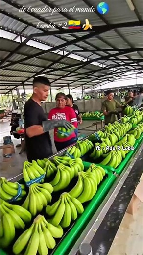 The incredible post-harvest process of bananas in Ecuador #farming