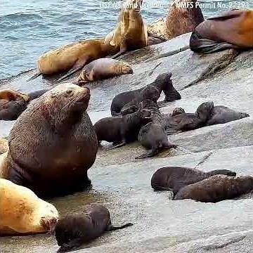 Sea lions pups at play: Chiswell Island Steller Sea Lion Research 2023