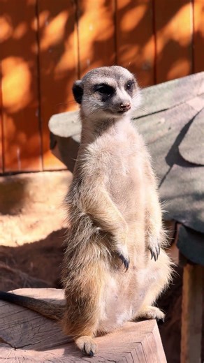 Meerkat Standing Curious 😍 Too Cute to Handle!#meerkat #curiousmeerkat #meerkats