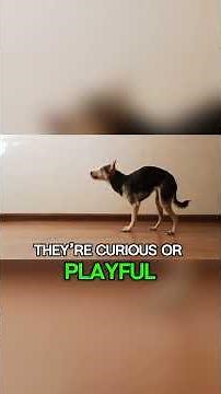 The Meaning of a Dog’s Side Eye Look Will Surprise You | Dog Facts