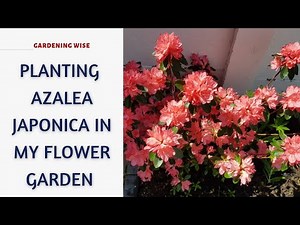 Planting Azalea Japonica - Spring flowering evergreen shrub- in my shade front yard flower garden