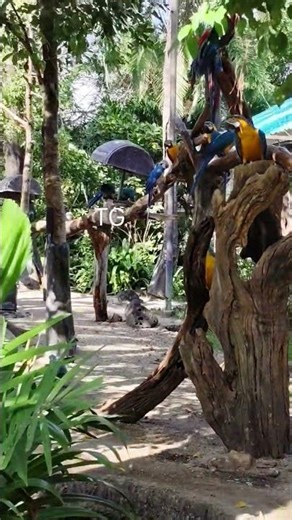 The voice of a scarlet Macaw #birdsounds #macaw