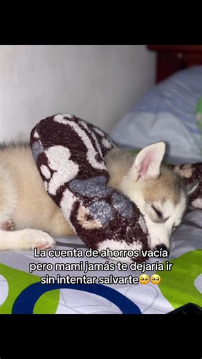 Moquillo en perros: cómo ayudar a mi husky enfermo