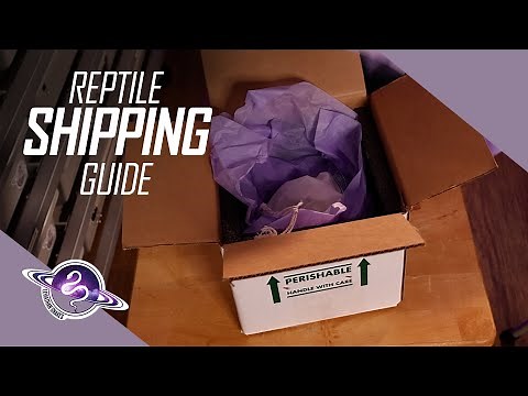 Shipping Ball Pythons through FedEx | Reptile Breeder Starter Guide