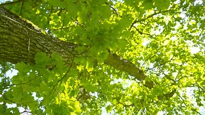 The Oak tree with the leaves waving. Quercus robur commonly known as the pedunculate oak is a species of flowering plant in the beech and oak family Fagaceae.