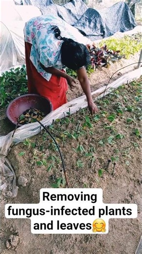 Removing fungus-infected plants and leaves🤗