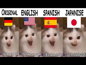 German Cat Meme in different countries | Das War Ein Befehl