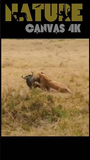 "I Filmed Lion's Jaw-Dropping Bluff Fail: Buffalo's Brutal Counterattack Shocks Savanna! 😱