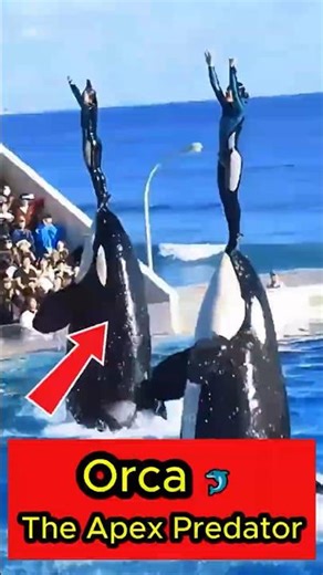 Orca 🐬 The Apex Predator: Ocean’s Deadliest Hunter Revealed 🦈#Orca #ApexPredator #OceanLife