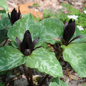 Sweet Betsy Trillium, Trillium cuneatum | American Meadows
