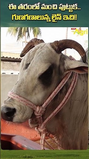 Ongole Breeding Bull #ToneAgri #OngoleBreedingBull #BullCalfFarming #BullCalves #BuffaloDairyFarm