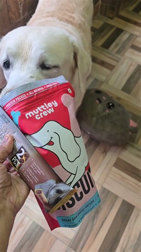 ഊട്ടിയിൽ നിന്ന് വന്ന പെട്ടി പൊട്ടിച്ചു #dog #viralvideo #labrador