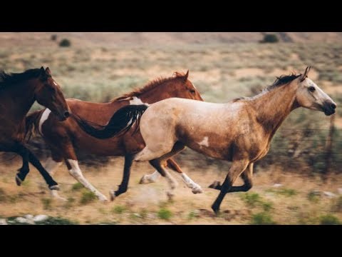 The Untold Story Of US 🇺🇸 Agribusiness Success | Smart Agri Hub