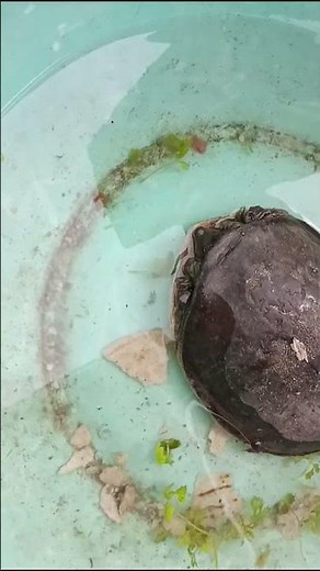 we found turtle 🐢 #travel #india #nature #turtle #turtlefood