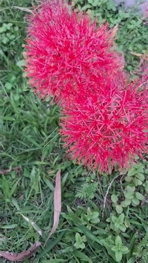 Alien flower 🌼#youtubeshorts #natureshots #flowers #shortvideo