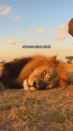 Best or worst alarm clock? ♾️ The Lion King and Elephant Alarm ♾️ 🦁 Follow me @troplanduniverse as I create moments we’ve never seen before. 🎨 made with ai #lionking #elephant #lion #bigcats #wildlife | Tropland Universe by Josh Gottsegen