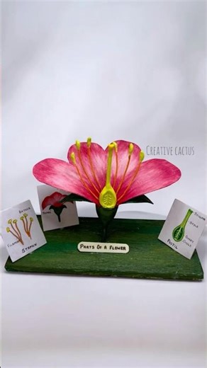 Science exhibition still model #shortsfeed #shorts #science #model