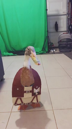 Realistic Duck Puppet Performance in Indoor Studio