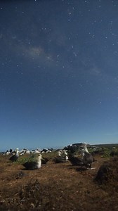They return to Española every year. We’re here to help them thrive. Each nesting season, thousands of Waved Albatross return to the cliffs of Española Island. Today, more than 35,000 Waved Albatross are nesting again on Española. But dense vegetation and invasive species can make it hard to land and nest. That’s why, alongside the Galápagos National Park Directorate, our team heads out—clearing natural runways, monitoring nests, and restoring critical habitat. This World Albatross Day, thank you