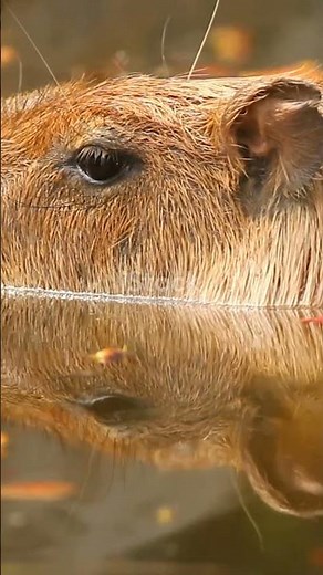 Capybara: The Chillest Animal Ever!
