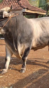 601K views · 11K reactions | Sapi monster serem | Sapi bull | Facebook