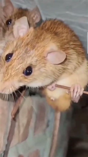 A mischievous mouse scampering like an acrobatic professional along the line showing his talent