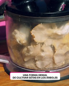 Adéntrate en el mundo del cultivo de setas de jardín con estos trucos | Házlo tú mismo