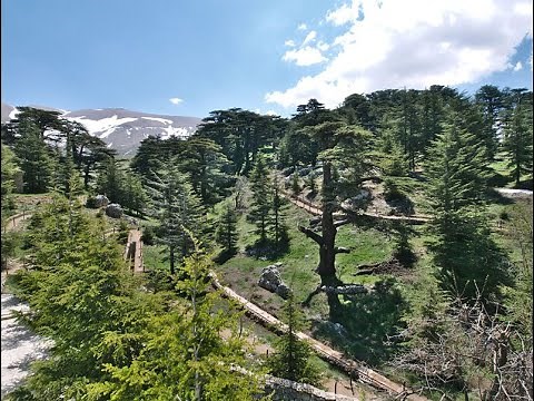 Cedars of God + Khalil Gibran Museum (Bsharri, Lebanon)