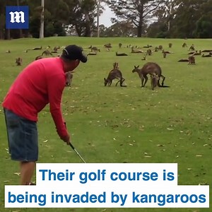 This kangaroo invasion is the most Australian thing ever! | Daily Mail Australia