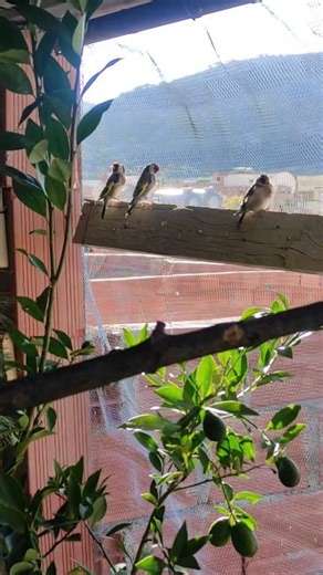 Best beautiful goldfinch in aviary #birds #Jilgueros #beauty #xmas #nature #finches | Jilgueros