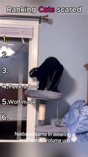 Ranking cats getting scared 😳. #shorts #cat