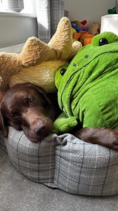 Hector has some new friends! 🐸 #labrador #dog #dogsofinstagram #dogs #food #labradorpuppy #adventuredog #adventure #yummy #viral #viralvideos #fyp #dogreel #dogreels #dogoftheday #dogsofinstagram #funnydog #funny #happy #unboxing | Hector the choco labo