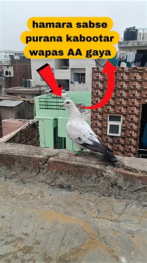 Itna purana kabutar kaun sa hai ? 🤔 #viral #kabootar #vilogpigeon #pigeon #shorts #shortvideo #2026