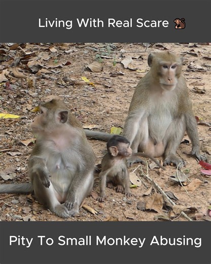 Documentary Reality, Young Monkey Struggles to Survive Family Abuse | Little BB Monkey